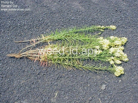 toadflax, yellow